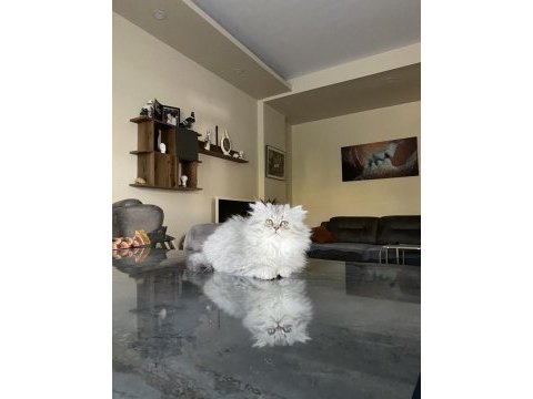 3 aylık dişi chinchilla