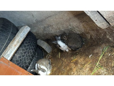 Tavşan yavruları haftalık ve aylık
