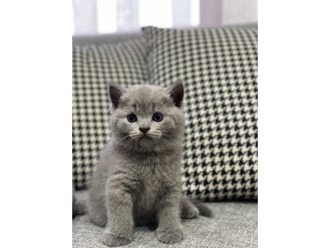 1 erkek ve 1 dişi british shorthair