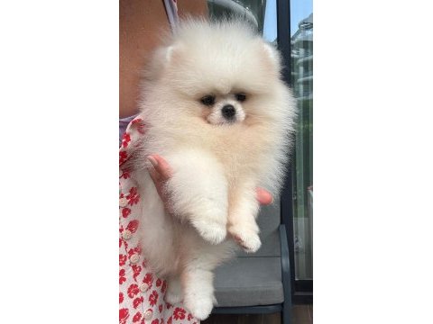 Pomeranian boo