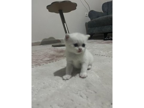 Sevimli british shorthair kedilerimiz