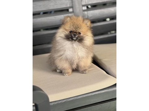 Orjinal ayı suratlı pomeranian boo yavruları