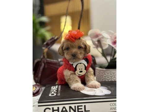 Küçük maltipoo kızım miniş