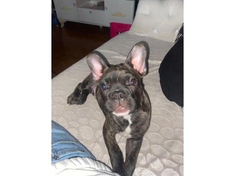 Fransız bulldog üç aylık