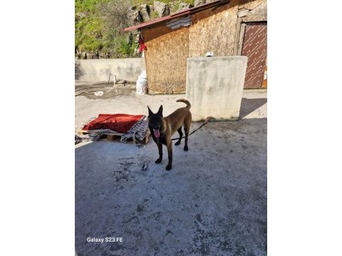 Orijinal cins belçika kurdu dişi ve erkek