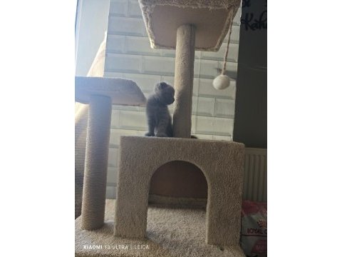 Koca kafa scottish fold bebekler