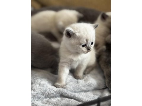British ve scottish blue point longhair yavrularım mevcut