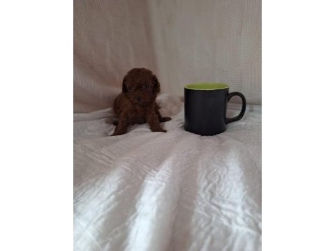 Üreticisinden son 1 adet erkek toy poodle