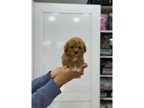Minicik çok sevimli toy poodle yavrularımız