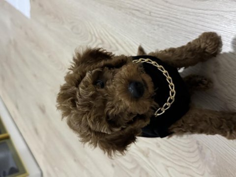 2,5 aylık aşılı tuvalet eğitimli toy poodle