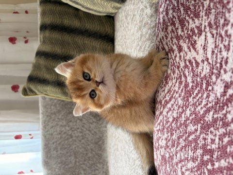 Dişi golden british shorthair