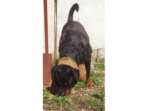 Safkan erkek üst düzey alan koruma rottweiler