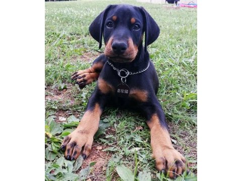 Ver yetkiyi gör etkiyi doberman