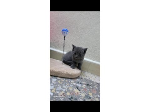 British shorthair ve scottish fold