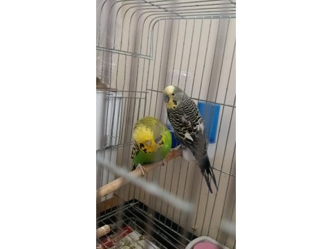 Muhabbet kuşu jumbo