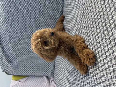 Tea cup ponçik poodle