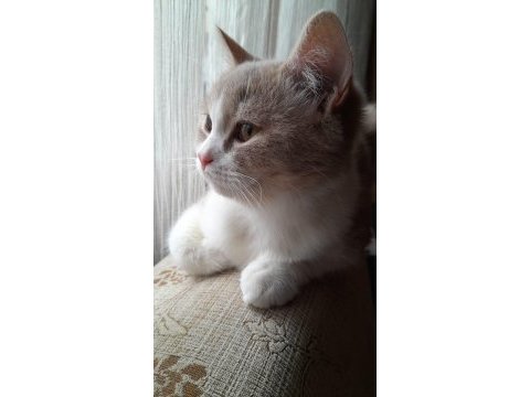 Safkan anne baba aynı cins dişi 8 aylık kedimiz