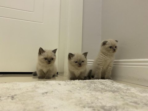 Yeni yuvalarına gitmeye hazır british shorthair kediler