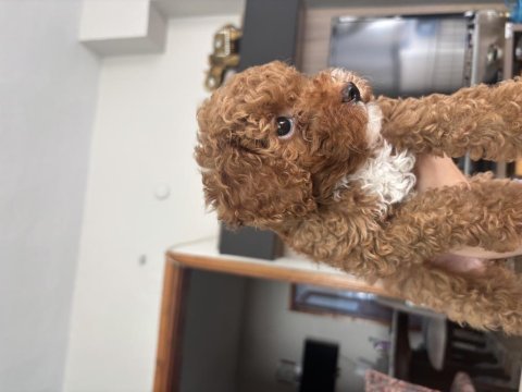 2 aylık yavru toy poodle