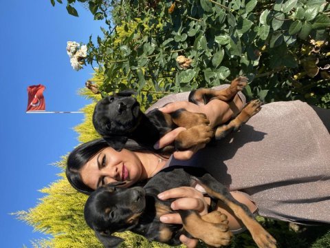 Üst kalite king doberman yavrularım