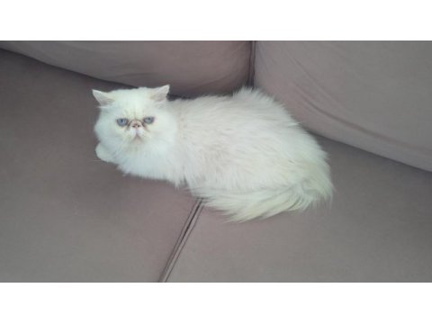 Beyaz prens iran kedisi