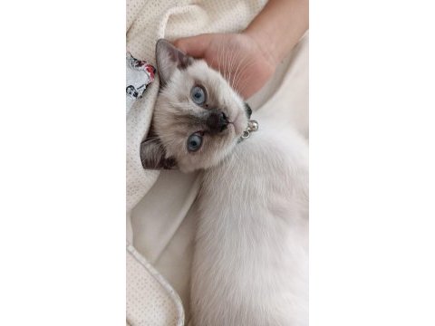 4 aylık british shorthair blue point çok akıllı ve oyuncu