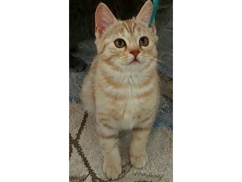 3 aylık savannah yavrusu