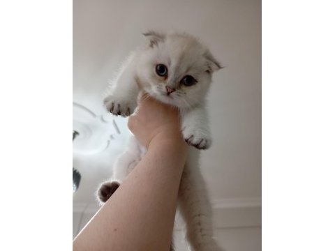 Scottish fold silver point