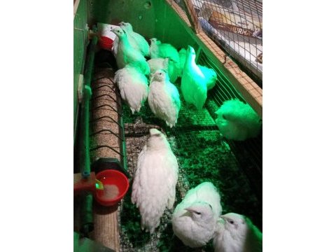 Çatalca bıldırcın ve döllü yumurta sahiplendirme