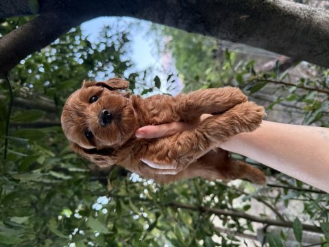 En koyusundan aşılı maltipoo 