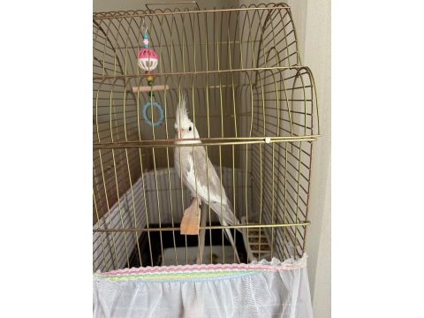 Evcil ele alışkın sultan papağanı dişi