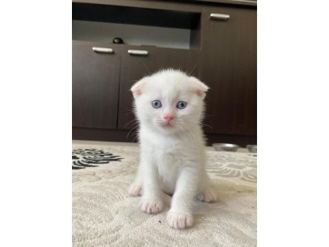 Scottish fold yavrularımız