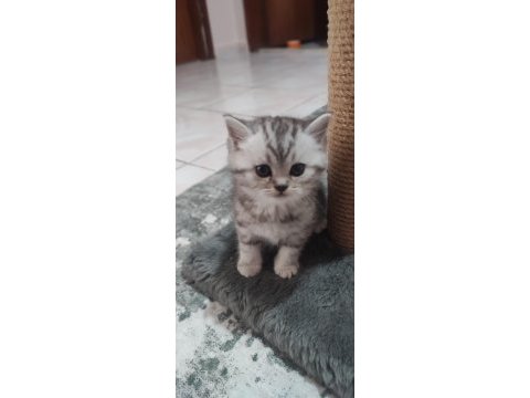 American shorthair british dişi