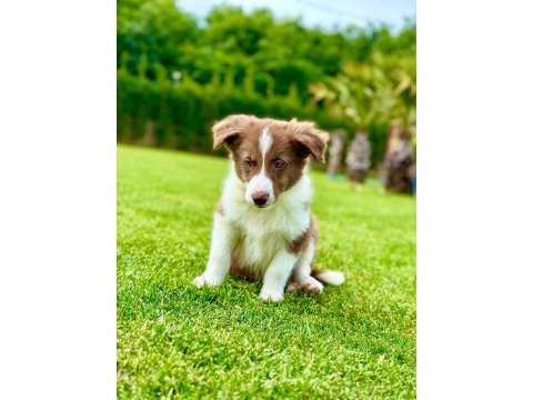 Üstün zekalı akıl küpü siyah ve kahve renk border collie