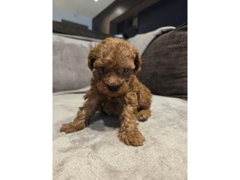 Mini toy poodle