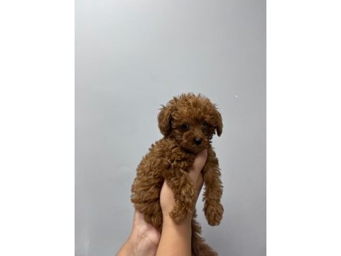 Kore tea cup poodle yavrular