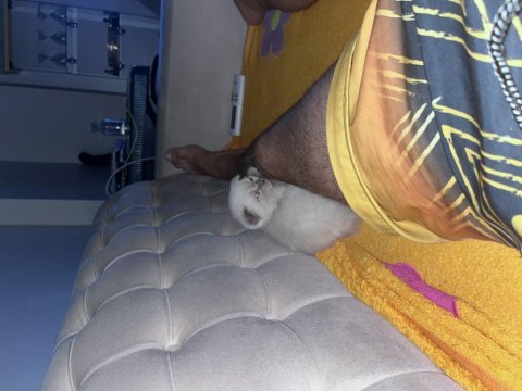 Oyuncu scottish fold silver