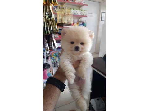 Irk ve sağlık garantili pomeranian yavrular
