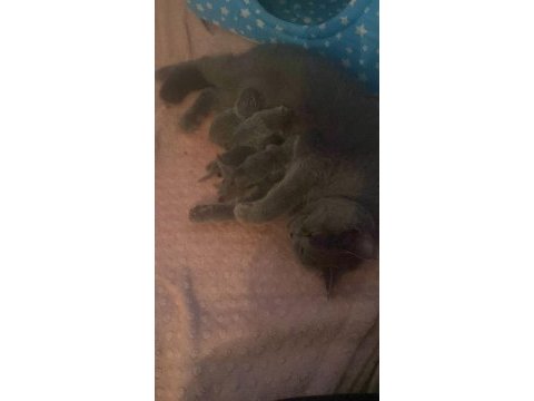 Yeni doğmuş british shorthair yavrularımız