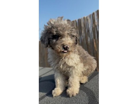 Safkan labradoodle bebekler