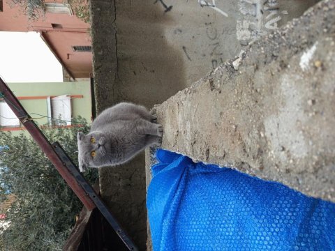 2 yaşında scottish fold