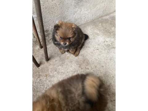 Ev ortamından pomeranian yavrular