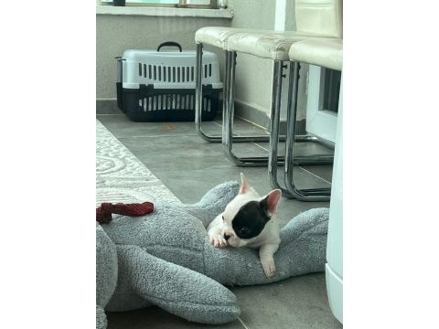 French bulldog bebek