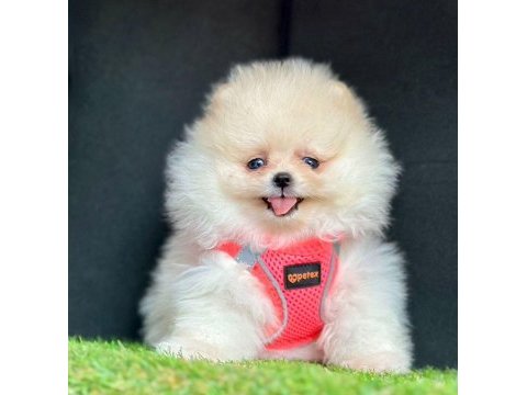 Sevimli pomeranian boo yavrularımız