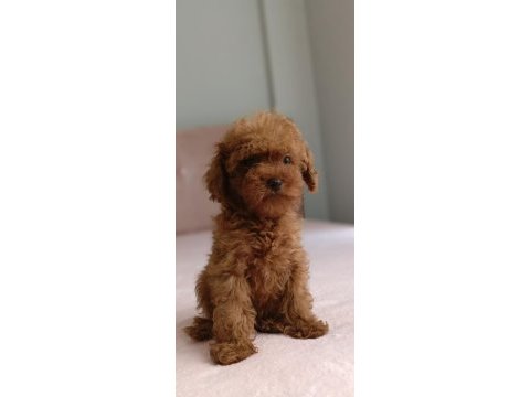 Kdf kayıtlı babadan ev doğumlu toy poodle