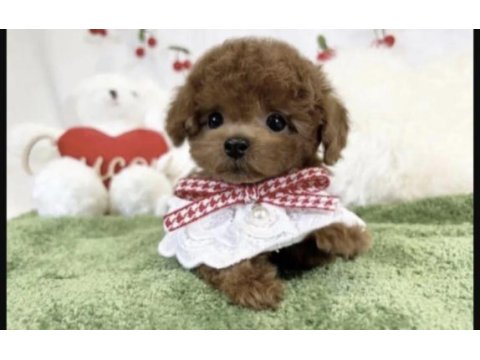 Toy poodle sağlıklı