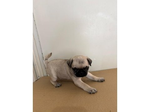 Garantili pug bebekler