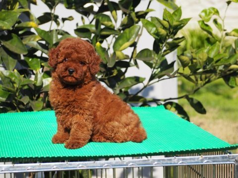Red brown toy poodle yavruları