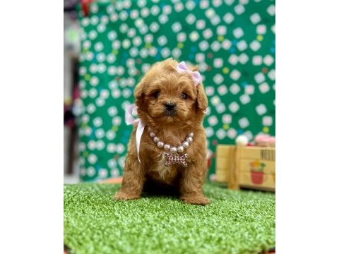 Oyuncu , zeki ve uysal maltipoo bebekler 
