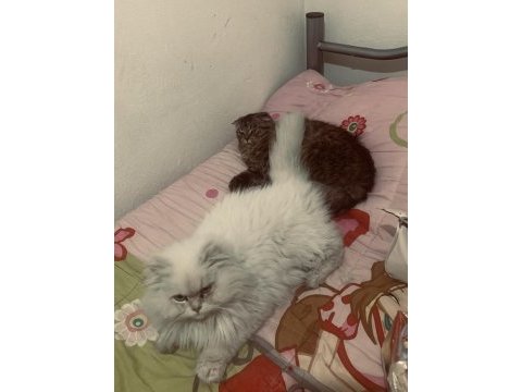 British longhair erkek